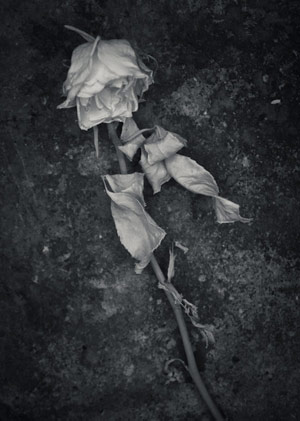 dried rose